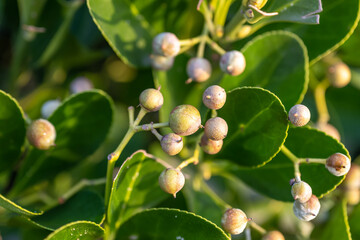Euonymus japonicus is a species of flowering plant in the family Celastraceae, native to Japan, Korea and China.