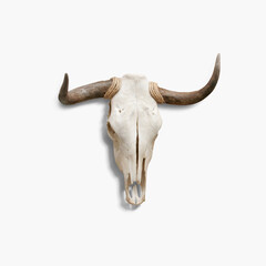 bull skull isolated on white