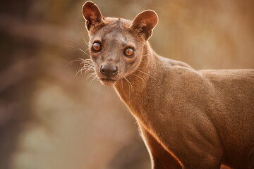 Madagascar Fossa. Apex predator, lemur hunter. Portrait,  eye contact,  blurred background. Shades...