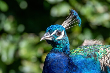 Obraz premium Pfau