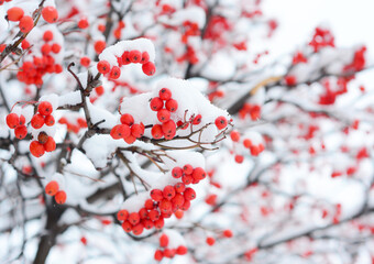 Rowan berries covered snow. Sorbus aucuparia, commonly called red rowan coverd snow close up. Close up on rowan snow image.