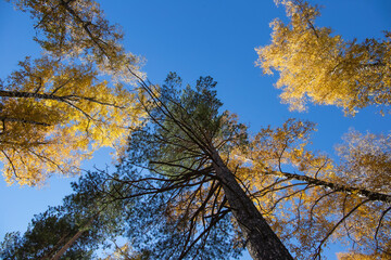 autumn forest in the rays of the sun before sunset