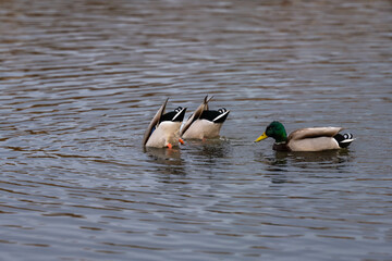 Mallard ducks are swimming and trying to find something to eat.