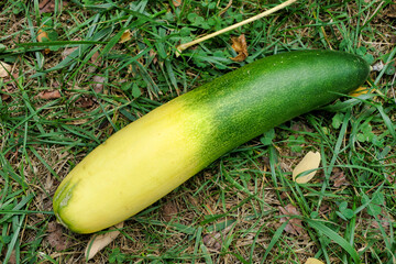 Cucumber turned yellow due to being overripe or, as in this example, lack of water due to water restrictions imposed during a period of drought
