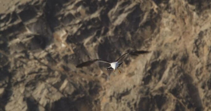Belcher's gull with one leg comes flying in looking for a place to land with backdrop of rocky hills as it glides and flaps its wings in air