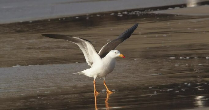 Amazing Belcher's gull Flies in and lands up on sandy banks and flapping wings , as if floating in air