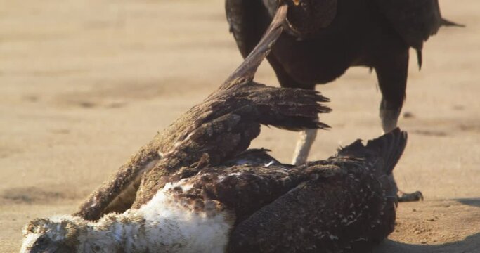 Black headed vulture feeding on a carcass of Peruvian booby picking spots to tear into the dead bird