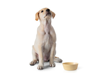 Puppy Yellow Labrador Retriever dog training sitting and practice patiently waiting for some food- isolated on white background
