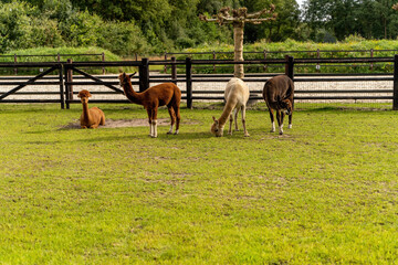 Four different colored alpacas on a green grass meadow. lying and standing, relaxed posture. Wooden fence in the background. Curious funny animals on meadow, wear a halter. Four animals, animal themes