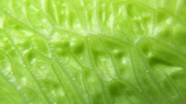 macro romaine lettuce texture