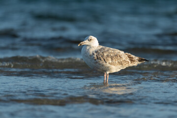 European herring gull looking for food at the Baltic Sea coast