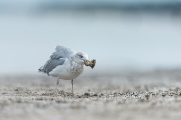 European herring gull looking for food at the Baltic Sea coast