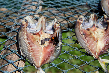 Fish in the sun drying on the net with Vespa affinis