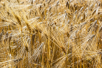 Fields of wheat at the end of summer fully ripe