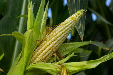 close up Corn field in the countryside, The larvae are not harvested, Many yong maize grown for harvest to sell to food factory