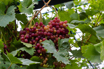 Juicy and tasty big bunches of ripe grapes on plantation bushes