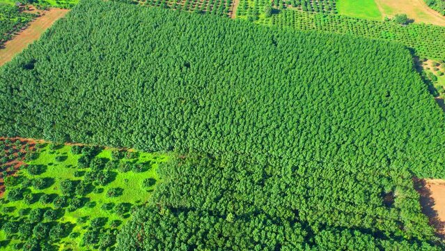 4K : Aerial view over a rubber trees. Agricultural Industry in Chiang Mai Province, Northern Thailand. rubber plantation. Fresh green scenery. Tropical Agriculture Industry. Nature Background
