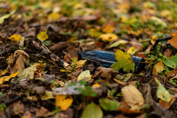 A glass empty bottle thrown in the woods. Pollution of nature