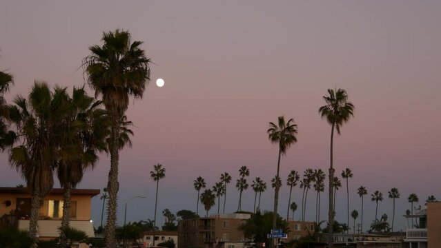 Palm trees silhouettes and full moon in twilight sky, California beach, USA. Beachfront palmtrees on coast in evening atmosphere, fullmoon on pacific ocean shore in dusk. Windows of houses or homes.