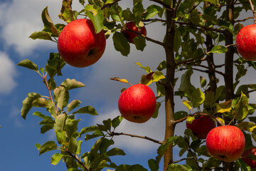 Autumn day. Rural garden. In the frame ripe red apples on a tree. It's raining Photographed in Ukraine