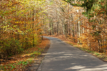 Bukowy, jesienny las w słoneczny dzień. Drzewa pozbawione są liści, pobocza pokryte są grubą warstwą suchych, brązowych liści.