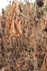 Dried plant is brown. Abstract and natural background
