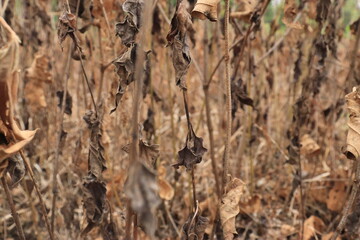 Dried plant is brown. Abstract and natural background
