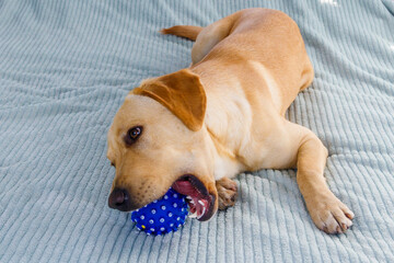 Labrador retriever dog playing with ball toy