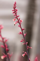 Fototapeta premium Vertical shot of a red yucca flower on blurred background