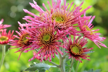 Pink chrysanthemums close-up on a blurry background in an autumn garden
