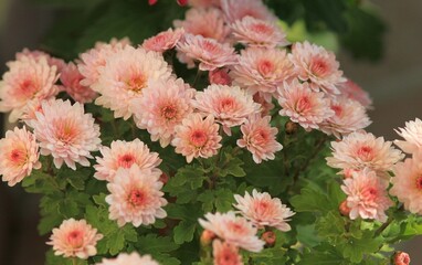 Pink chrysanthemums close-up on a blurry background in an autumn garden
