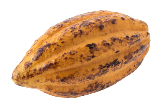 Cocoa fruit, raw Cacao beans, Cocoa pod. Fresh cocoa fruits isolated on a transparent background