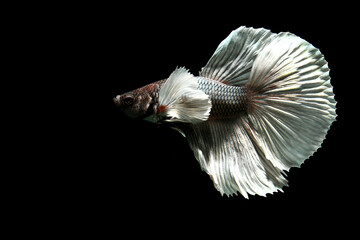 Betta fish Siamese fighting fish Dumbo Halfmoon from Thailand