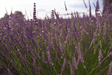 Obraz premium Beautiful blooming lavender plants growing in field, closeup