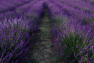 Naklejka na ściany i meble Picturesque view of beautiful blooming lavender field