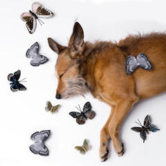 dog and butterflies