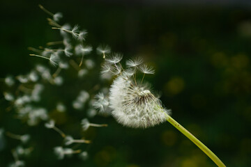 dandelion in the wind