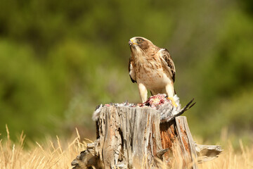 aguila calzada con una presa en el bosque