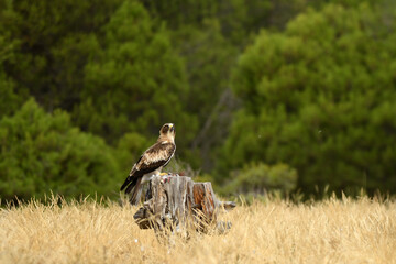 aguila calzada con una presa en el bosque