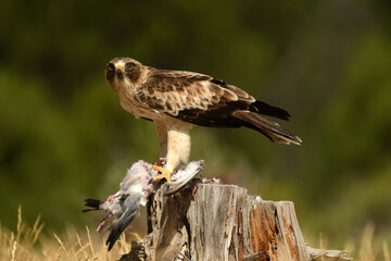 aguila calzada con una presa en el bosque