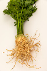 Celery root on a white backround with green leaves