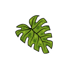 Monstera leaf. Geen houseplant, tropical plant for green print.