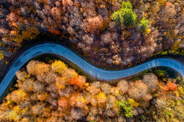 Obraz na płótnie Canvas S-shaped road in the forest in autumn season. Aerial shot with drone