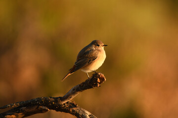 colirrojo real en primavera