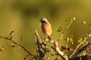 colirrojo real en primavera