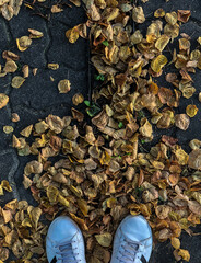 Żółte liście pod butami