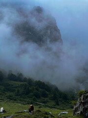 Krowy na tle mgły w górach