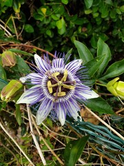 Passiflore
