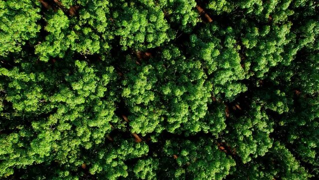 Drones are flying over rubber plantations, agricultural industry in the Northern, Chiang Mai Province, Thailand. commercial plantation. green background. 
