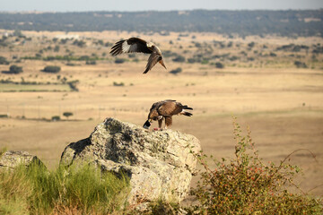 un aguila real en otoño en la montaña